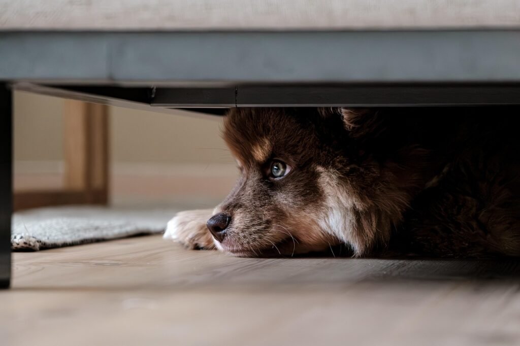 finnish lapphund, dog, puppy, nature, lapphund, pet, animal, young dog, domestic dog, canine, mammal, portrait, cute