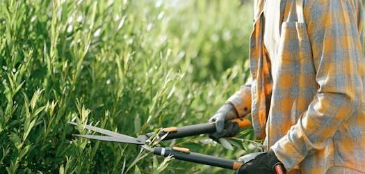 Close-up of a gardener in plaid shirt trimming green bushes with shears outdoors on a sunny day.
